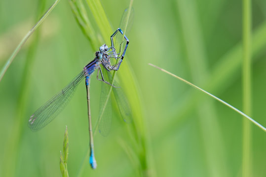 Gro&szlig;e Pechlibelle (Ischnura elegans) frisst eine Hufeisen-Azurjungfer (Coenagrion puella)