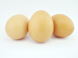 Eggs with white background