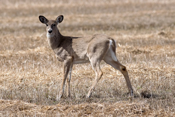Deer in stubble field.
