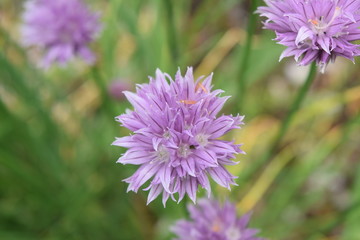 Macro CHIVE