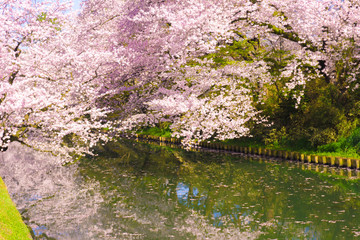 Obraz na płótnie Canvas hirosaki park cherry brossom 弘前公園の桜 