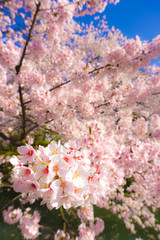 hirosaki park cherry brossom 弘前公園の桜 