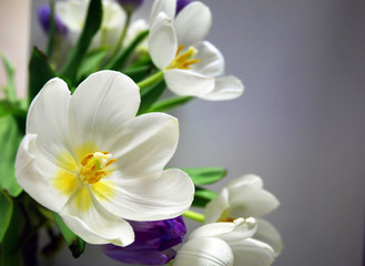 Fototapeta na wymiar Blooming white tulips