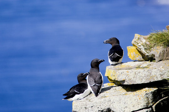 Razor-billed auk sitting on cliff by the sea, Iceland.