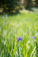 iris at Ota shrine,kyoto,tourism of japan