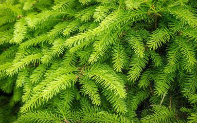 Яркая зелёная еловая хвоя
