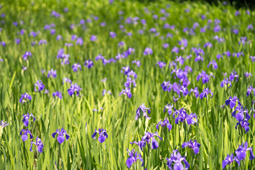 iris at Ota shrine,kyoto,tourism of japan