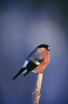 Bird perched on branch