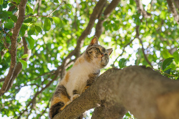 木の上の猫