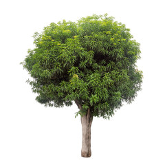 Fototapeta premium Isolated maogo tree on white background