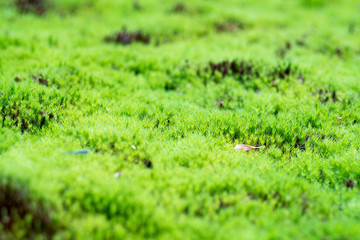 Japanese moss
