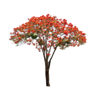 Isolated Flame tree on white background