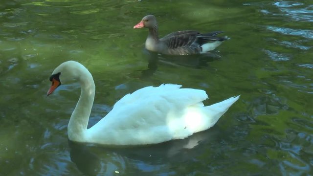 White swan floating in a pond. Beside him float gray geese