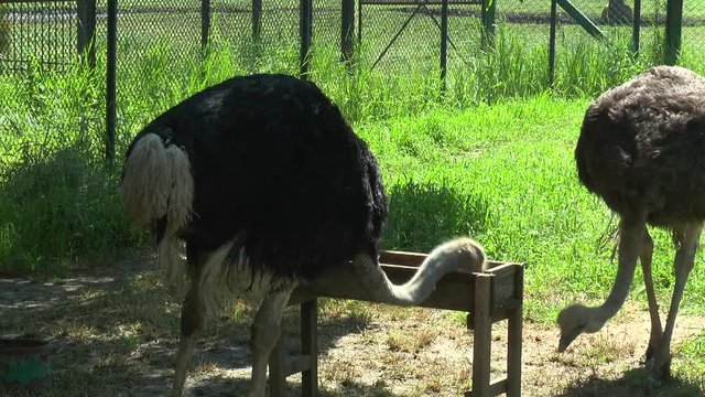 Two African ostrich eat from the trough