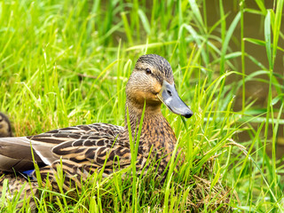 close up of female duck in fresh grass
