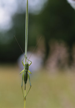 Grasshopper, focus on foreground