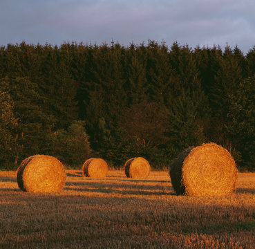Bales of hay in field