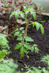 Tomato seedlings in the green house