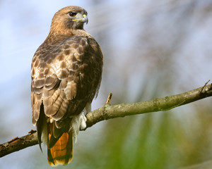 Red-tailed Hawk on Branch