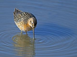 Short-billed Dowitcher