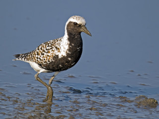 Black-bellied Plover Walking in Marsh