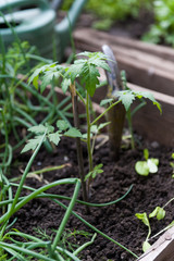 Tomato seedlings in the green house