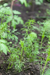 Seedlings in the green house
