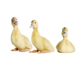 little duckling looking