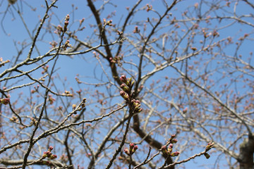 開花前の桜のつぼみ