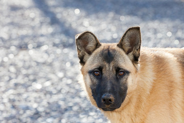 Dirty dog lie down waiting for someone