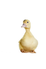 duckling looking