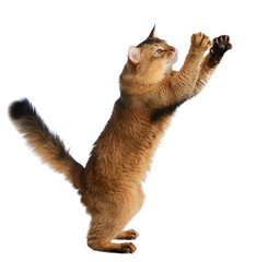 Obraz premium Somali cat isolated on white background