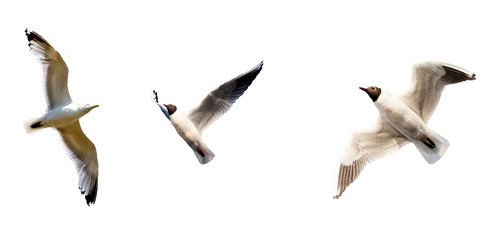 Fototapeta premium set of seagulls isolated