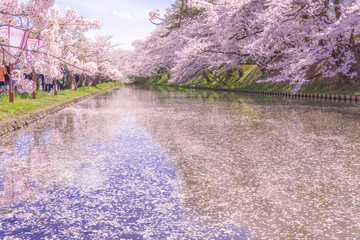 Naklejka premium hirosaki park cherry brossom 弘前公園の桜