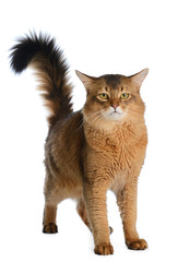 Somali cat isolated on white background