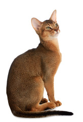 Abyssinian young cat isolated on white background