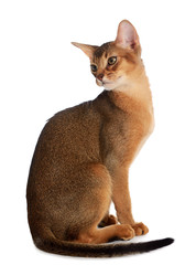 Abyssinian young cat isolated on white background
