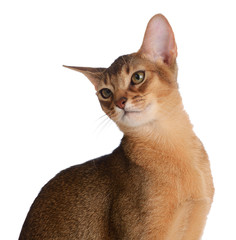 Abyssinian young cat isolated on white background