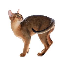 Abyssinian young cat isolated on white background