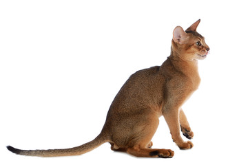 Abyssinian young cat isolated on white background