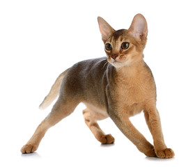 Abyssinian young cat isolated on white background