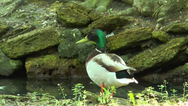 Close up of a drake which stands on the bank of the stream. In the background is seen the stream flow