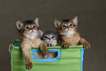 Three cute somali kittens on a grey backround