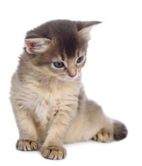 Cute somali kitten