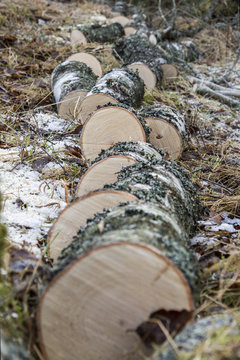 Upps&aring;gad bj&ouml;rk till ved