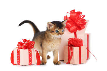 Cute somali kitten stay near a present box