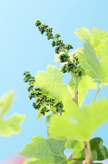 flowering of a grapewine