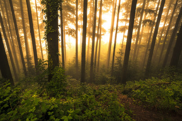 Gegenlicht im Wald mit Nebel
