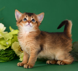 Cute somali kitten on the green background