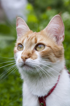 Cute white-red cat in a red collar watching for something on the trail of green grass